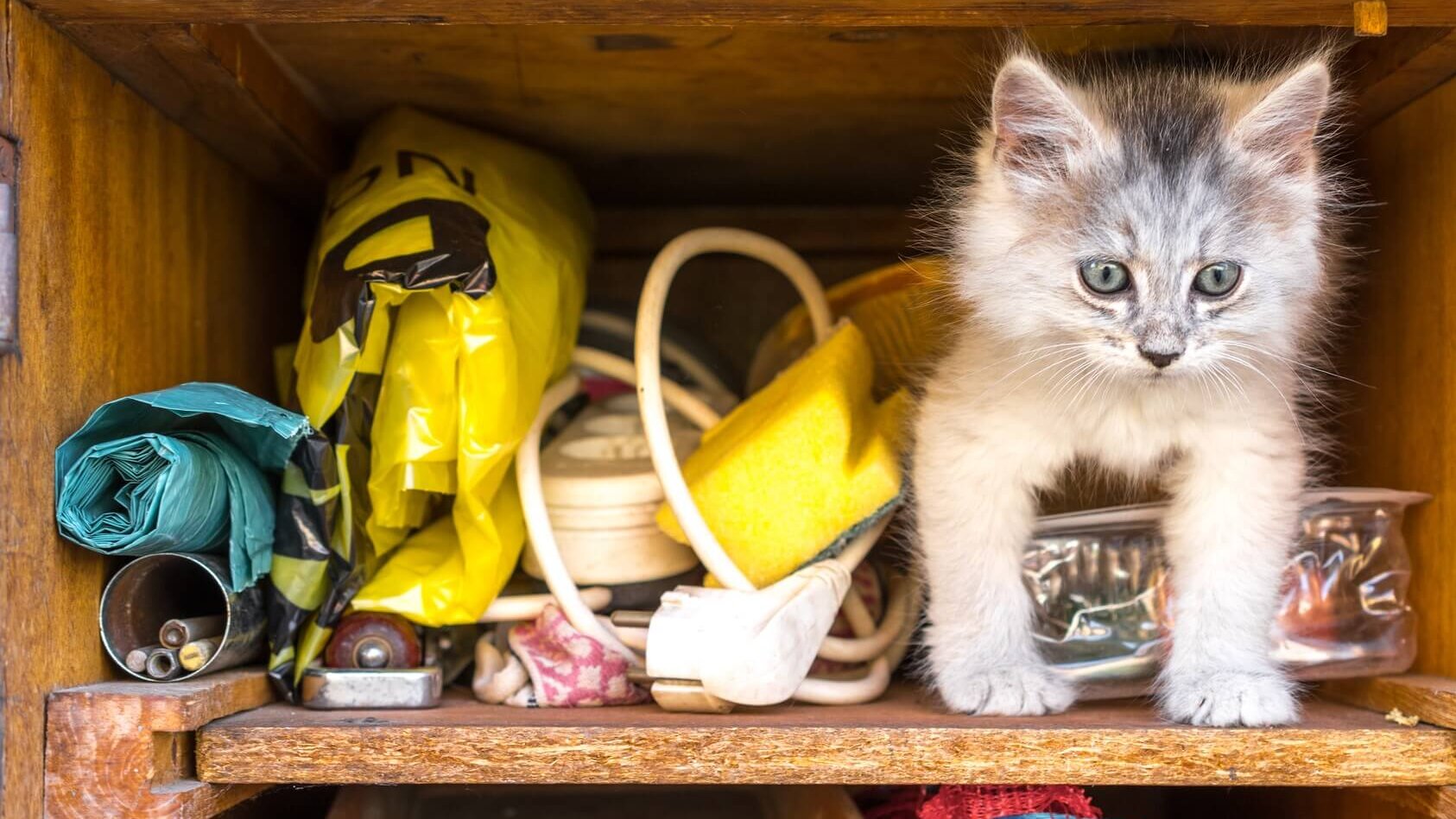 Schublade mit Katze und Kleinkram