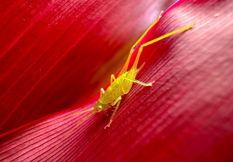 iOS Überflieger Fotoaufnahme
